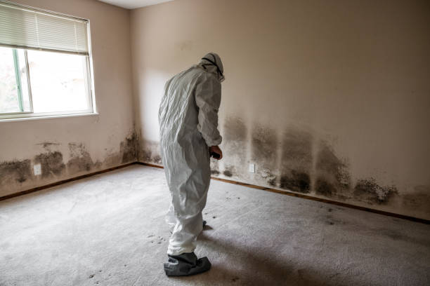 Best Environmental Consulting for Mold Prevention  in Mason City, IA